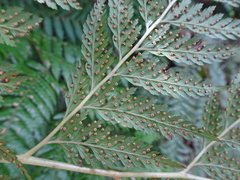 Calochlaena straminea