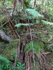 Calochlaena straminea