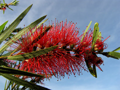 Melaleuca citrina
