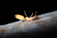 Crematogaster cylindriceps