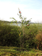 Melaleuca citrina