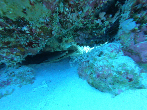 Whitetip Reef Shark
