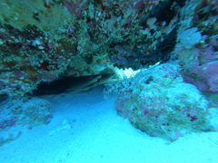 Whitetip Reef Shark