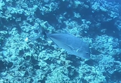Caranx ignobilis