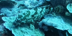 Epinephelus polyphekadion