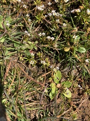 Draba minima