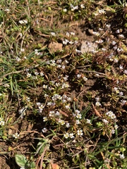 Draba minima