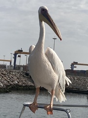 Pelecanus onocrotalus