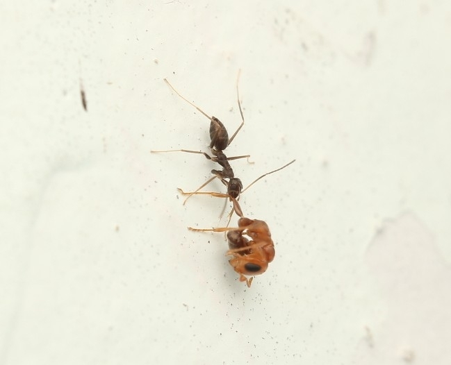 Pseudomyrmex curacaensis