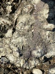 Saccostrea cuccullata