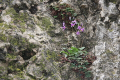 Primula pauciflora