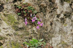 Primula pauciflora