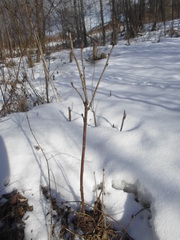 Ribes rubrum