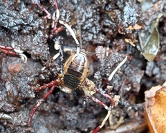 Ectobius sylvestris