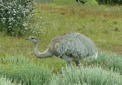 Rhea pennata