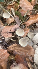 Cruentomycena