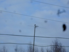 Sturnus vulgaris