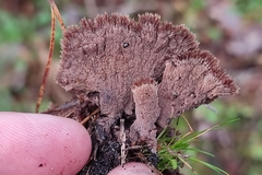 Thelephora terrestris