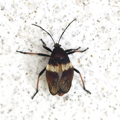 Largus balteatus