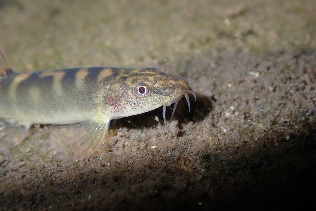 Striped Stone Loach