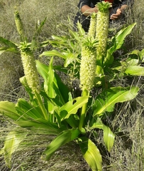 Eucomis autumnalis clavata