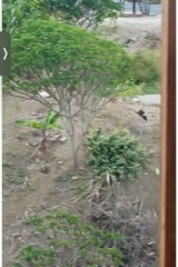 Ortalis erythroptera