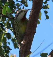 Xiphidiopicus percussus