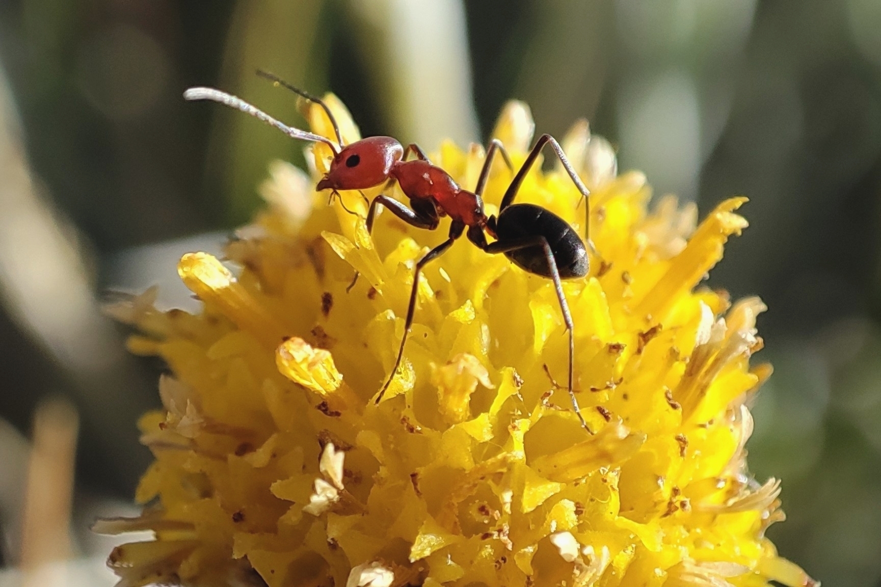 Dorymyrmex tener donisthorpei