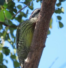 Xiphidiopicus percussus