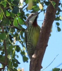 Xiphidiopicus percussus