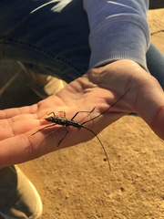 Macrochenus isabellinus