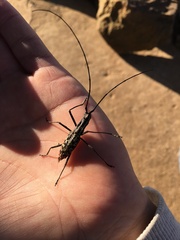 Macrochenus isabellinus