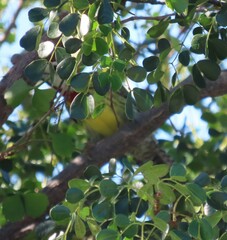 Xiphidiopicus percussus