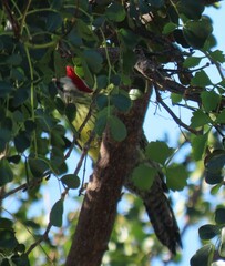 Xiphidiopicus percussus