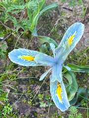 Iris palaestina