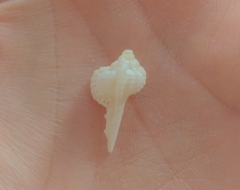 Vokesimurex cabritii