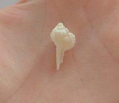 Vokesimurex cabritii