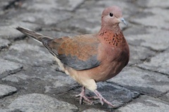 Streptopelia senegalensis