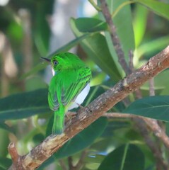 Todus multicolor
