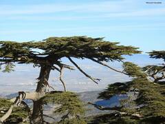 Cedrus atlantica