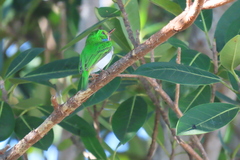 Todus multicolor