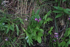 Primula pauciflora