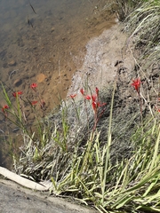 Hesperantha coccinea