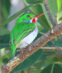 Todus multicolor