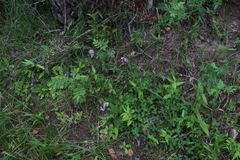 Primula pauciflora