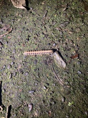 Nyssodesmus python