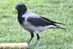 Corvus cornix
