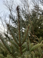 Picea glauca
