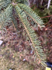 Picea glauca