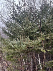 Picea glauca
